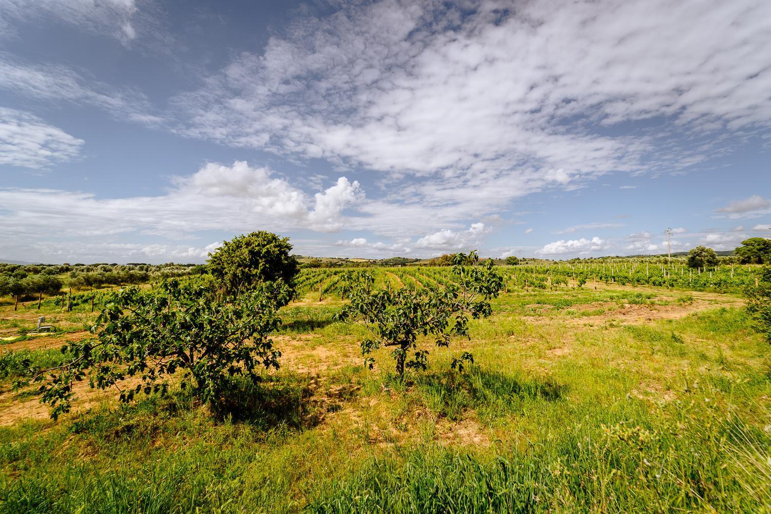 Agriturismo Bio Podere 109 - Wine&Food Алберезе Екстериор снимка